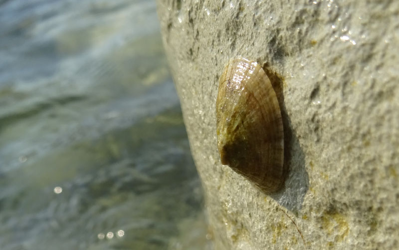 Patella caerulea - Patellidae